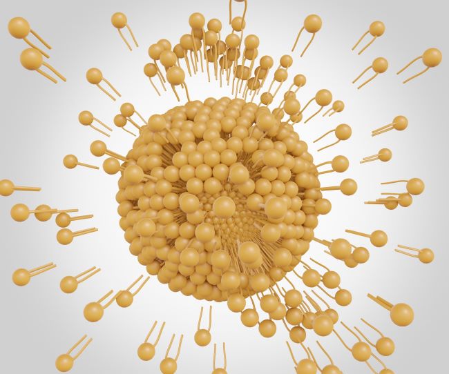 Liposomy mohou prasknout, nebo být rozloženy, aby uvolnily nanomedicínu.